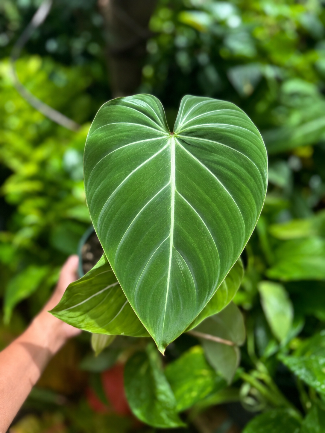 All Plant Care