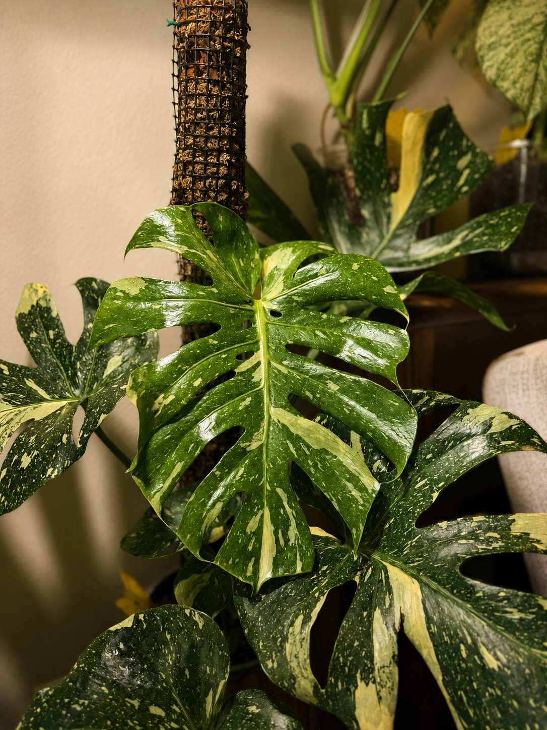 Monstera