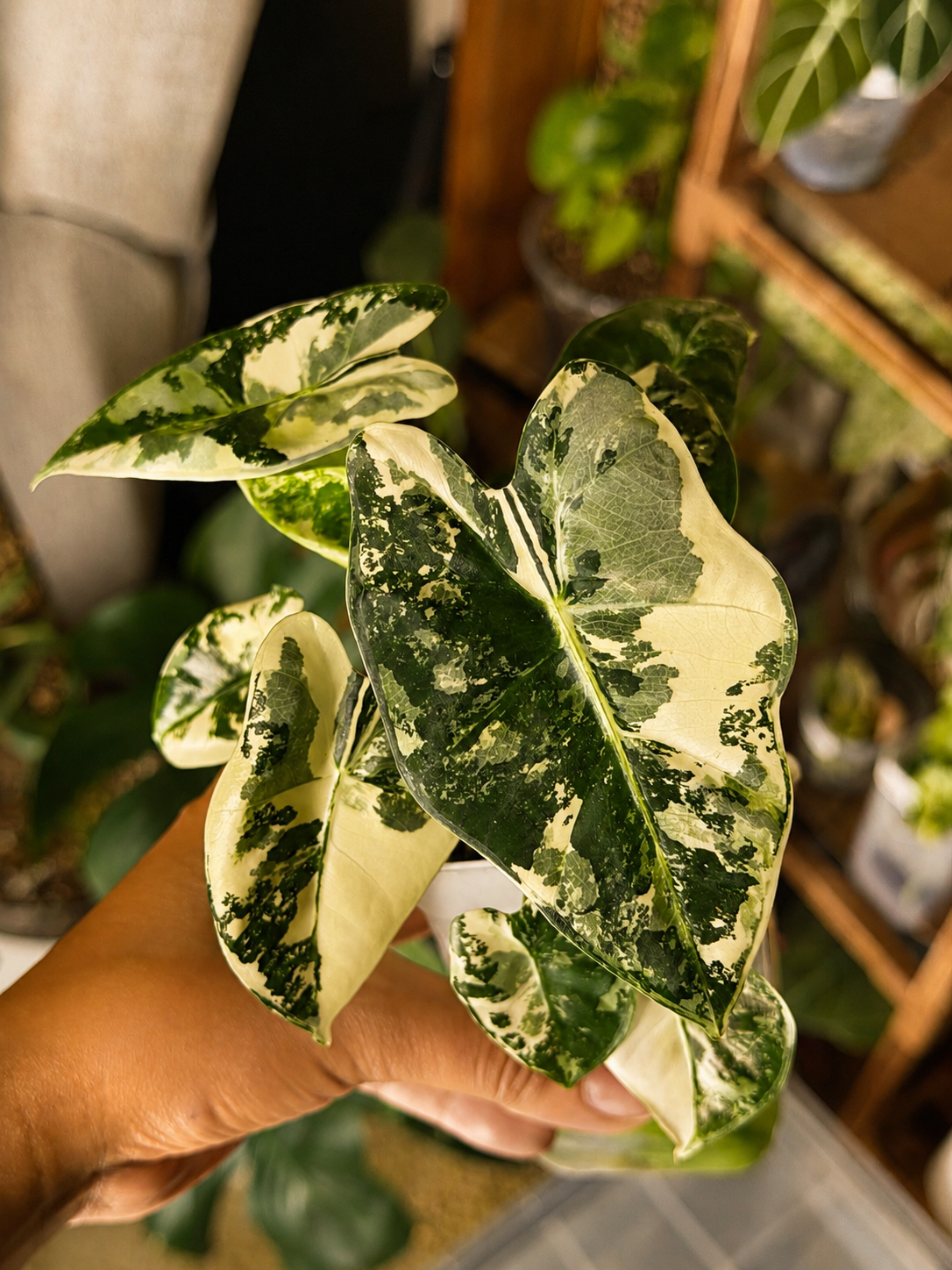 Alocasia