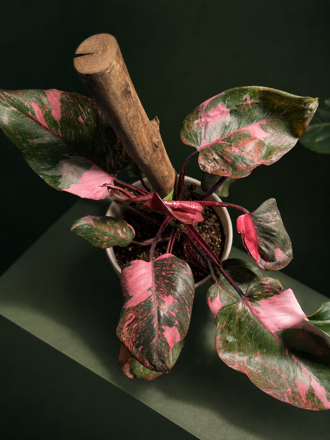 Philodendrons