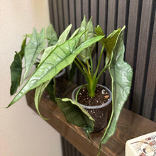Huge Alocasia Dragon’s breathe 5” pot - Clear pot included