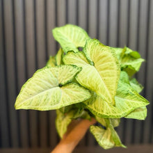 Syngonium White Butterfly 4”pot, clear pot and chunky soil included