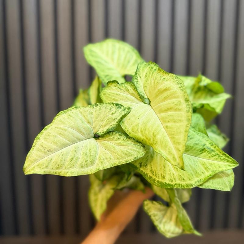 Syngonium White Butterfly 4”pot, clear pot and chunky soil included