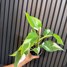 Philodendron White Princess 4” pot - Clear pot included