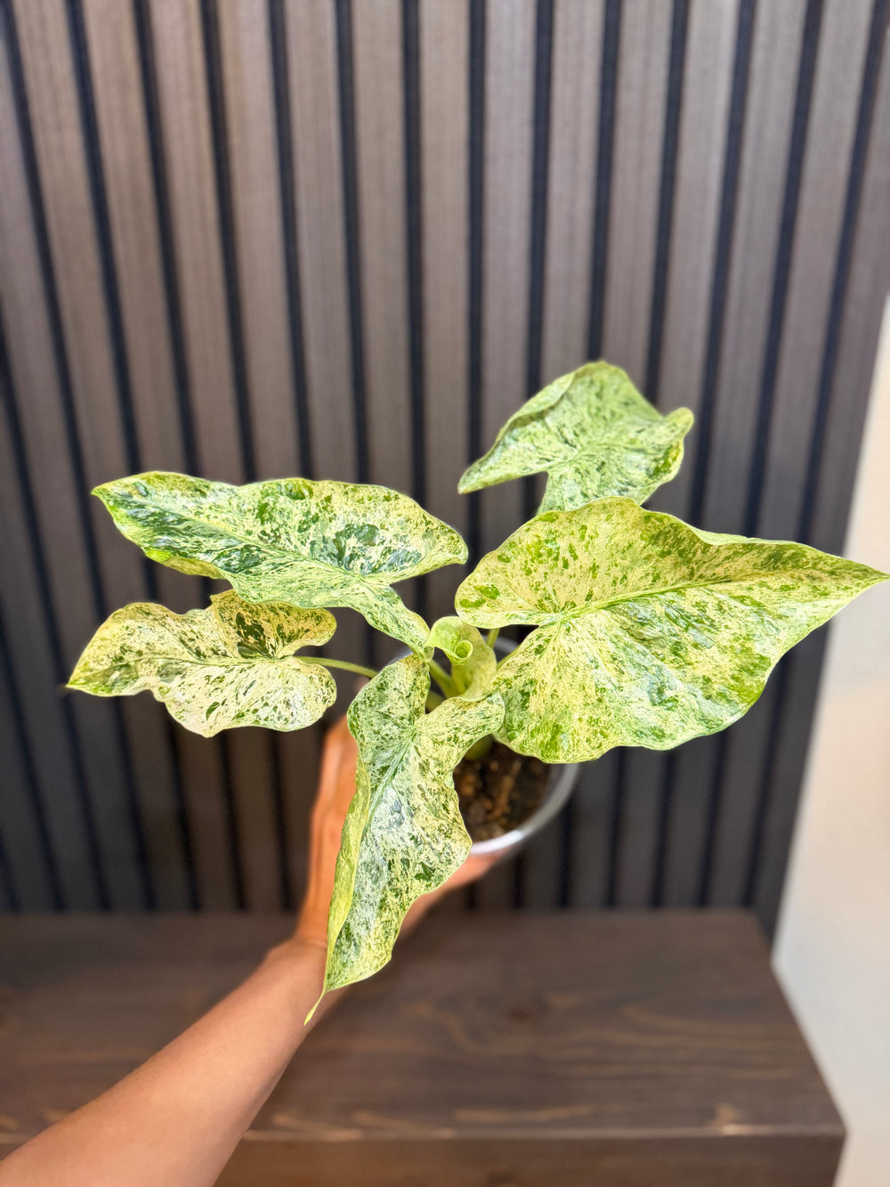 Alocasia Odora Batik 5” Pot - Includes Chunky Soil and Clear Pot
