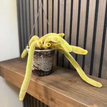 Rare Monkey Tail Cactus - 6 in Pot with Hanging Basket and Clear Pot