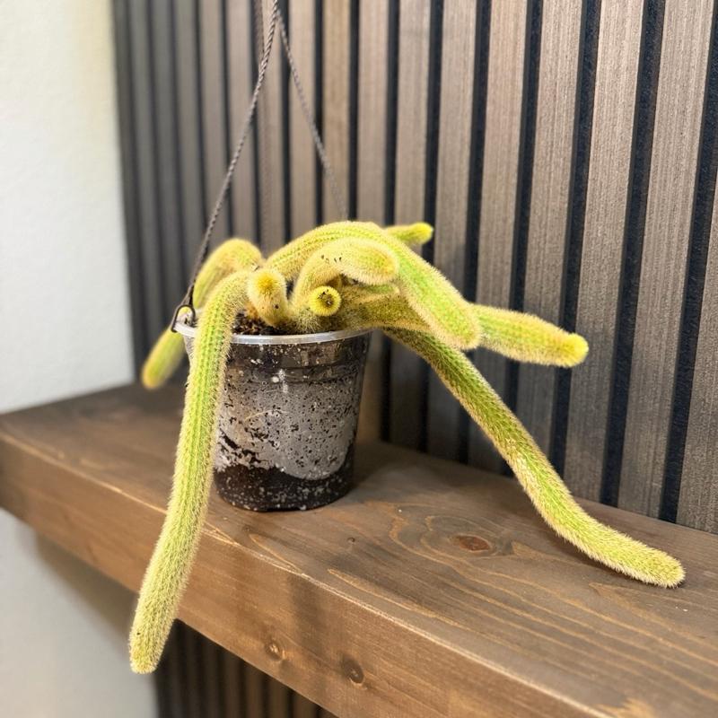 Rare Monkey Tail Cactus - 6 in Pot with Hanging Basket and Clear Pot