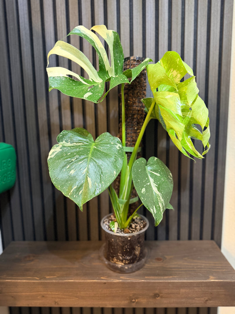 Monstera Thai Constellation 6”pot - Moss pole and clear pot included