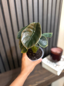 Alocasia Cuprea Red Secret 4” pot - Clear pot included