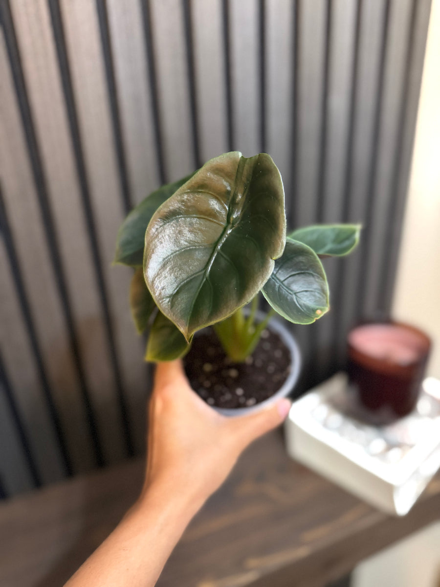 Alocasia Cuprea Red Secret 4” pot - Clear pot included