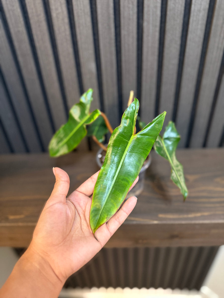 Philodendron Billietiae 4”pot - Chunky soil mix and clear pot included