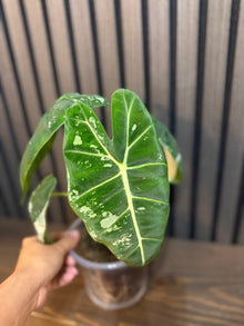 Variegated Alocasia Frydek - 5” Pot, Chunky Soil, Clear Pot Included