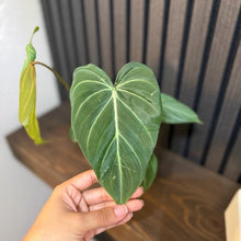 Philodendron Gloriosum 4”pot - clear pot Included