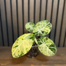Variegated Alocasia Ninja Tricolor - 4” Pot (Growers Choice), Clear Pot Included