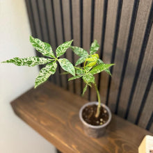 Variegated Money Tree 4”pot - Clear pot included