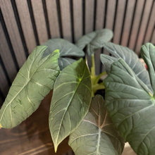 Huge Alocasia Maharani Plant in 5” Pot - Corm-Filled, Includes Chunky Soil and Clear Pot