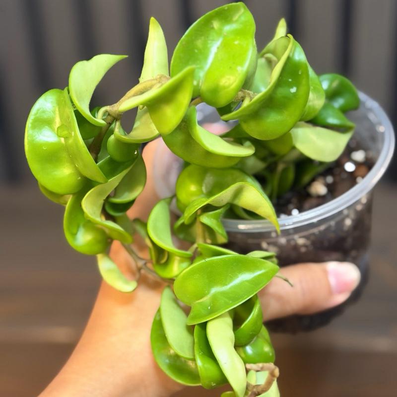 Hoya Hindu Rope Plant - 4” Pot with Clear Planter and Chunky Soil Included
