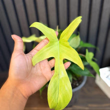 Philodendron Florida Ghost 6”pot - Clear pot included