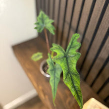 Alocasia Jacklyn 4” pot - Clear pot included