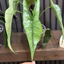 Huge Alocasia Dragon’s breathe 5” pot - Clear pot included