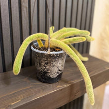 Rare Monkey Tail Cactus - 6 in Pot with Hanging Basket and Clear Pot
