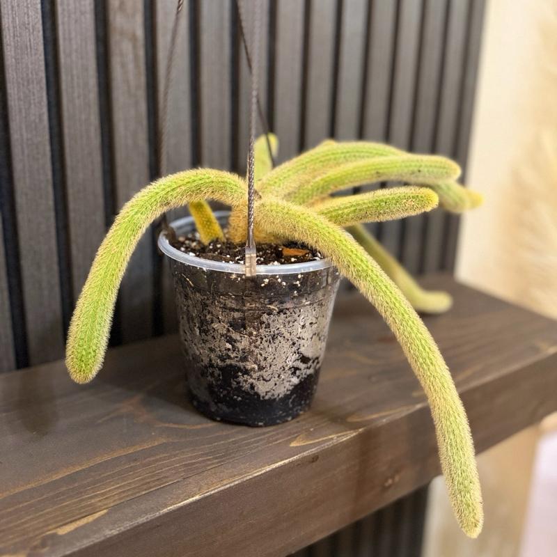 Rare Monkey Tail Cactus - 6 in Pot with Hanging Basket and Clear Pot