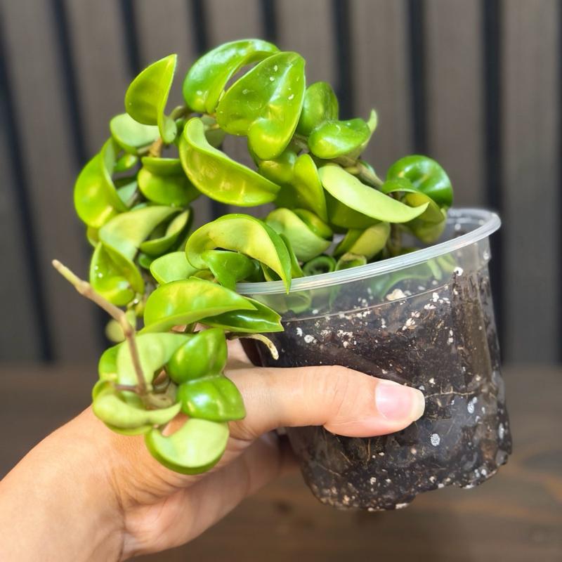Hoya Hindu Rope Plant - 4” Pot with Clear Planter and Chunky Soil Included