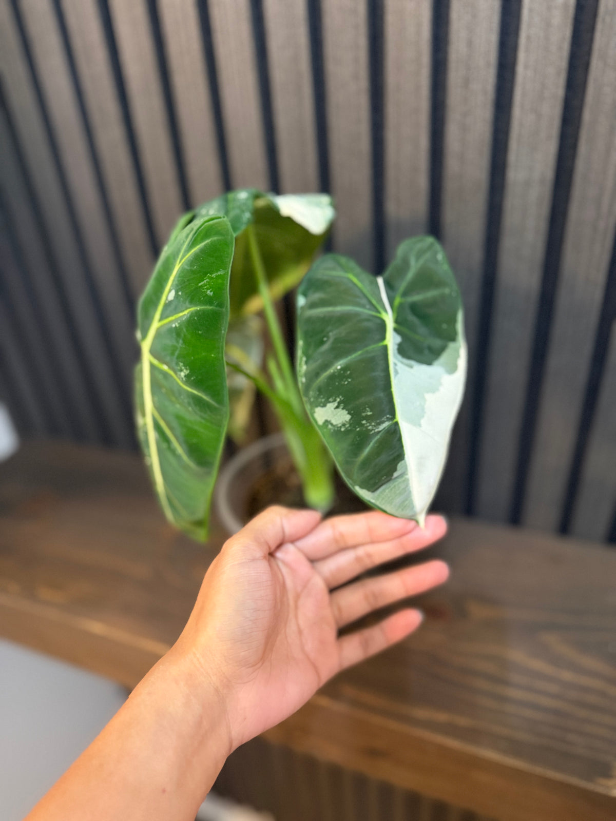 Variegated Alocasia Frydek - 5” Pot, Chunky Soil, Clear Pot Included