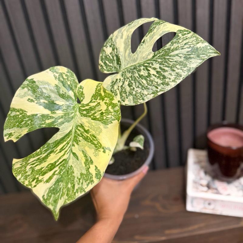 Monstera Crème Brûlée 4” pot - Clear pot included