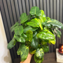 Variegated Philodendron Burle Marx 6”pot - Clear pot included