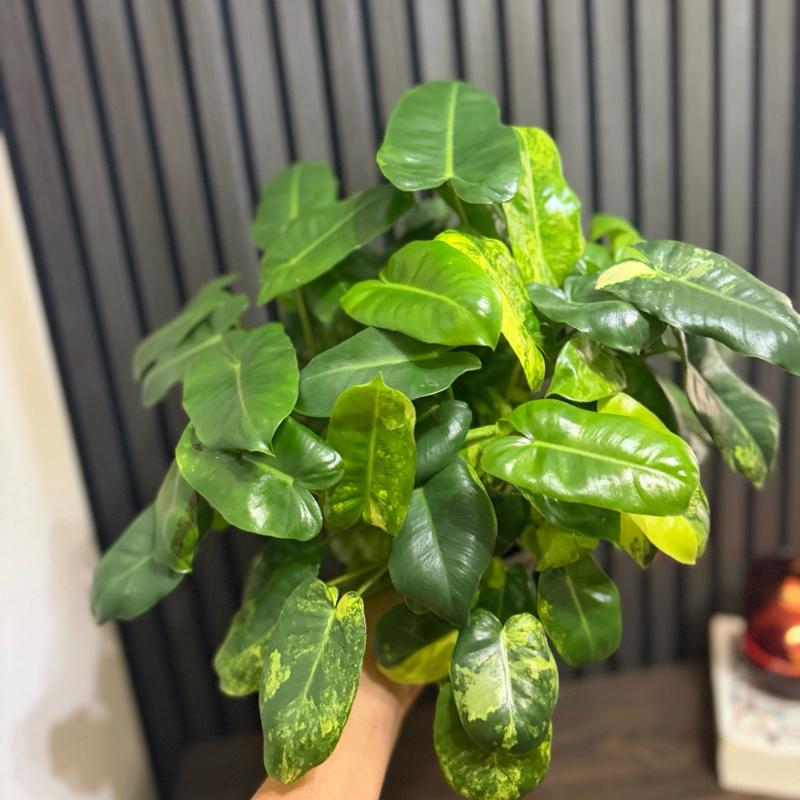 Variegated Philodendron Burle Marx 6”pot - Clear pot included