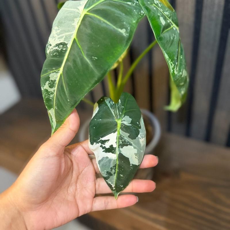 Variegated Alocasia Frydek - 5” Pot, Chunky Soil, Clear Pot Included