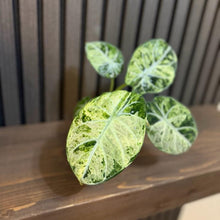 Variegated Alocasia Ninja Tricolor - 4” Pot (Growers Choice), Clear Pot Included