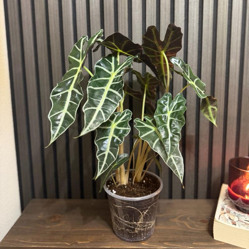 Huge Alocasia Polly - 2 plants in one 6”pot - clear pot included
