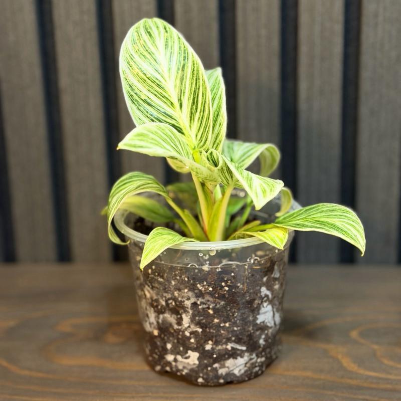 Philodendron Birkin in 4” Pot - Includes Chunky Soil and Clear Pot