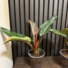 Philodendron Pink Birkin 5” pot - Clear pot included