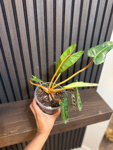 Philodendron Billietiae 5”pot - Chunky soil mix and clear pot included