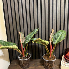 Philodendron Pink Birkin 5” pot - Clear pot included