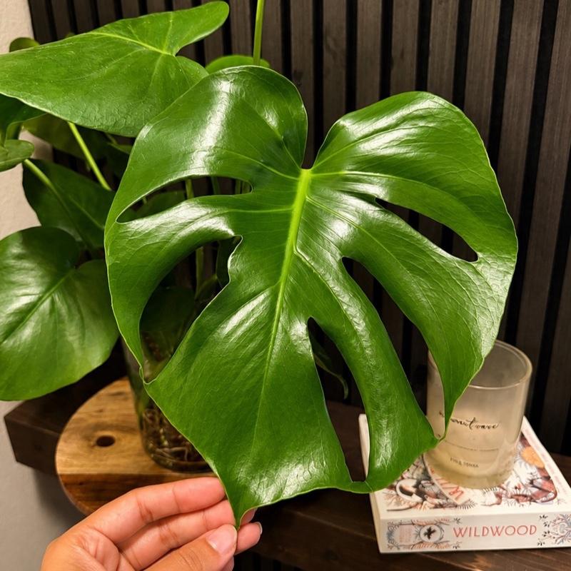 Monstera deliciosa M 6”pot - Moss pole, chunky soil, clear pot included