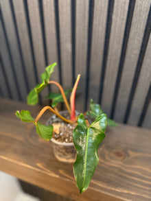 Philodendron Billietiae 4”pot - Chunky soil mix and clear pot included