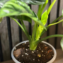 Alocasia Quilted Dream 5” pot - clear pot included