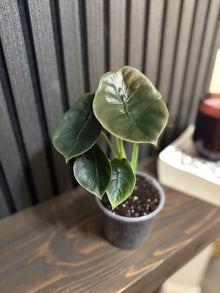 Alocasia Cuprea Red Secret 4” pot - Clear pot included