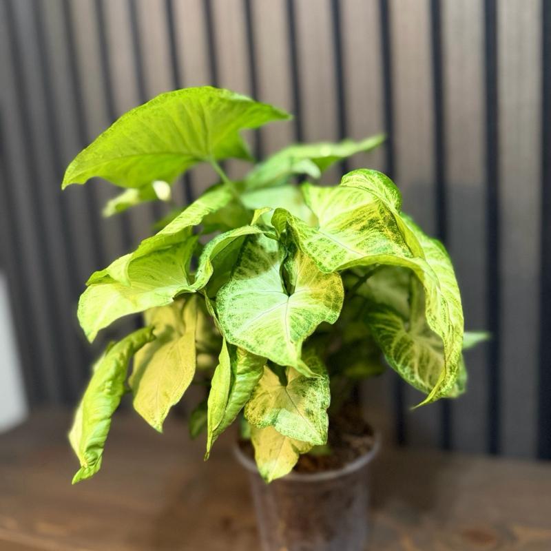 Syngonium White Butterfly 4”pot, clear pot and chunky soil included