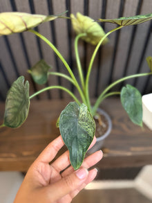 Alocasia Dragon Scale Mint 4”pot - Clear pot included
