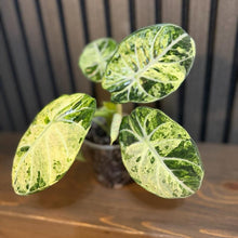 Variegated Alocasia Ninja Tricolor - 4” Pot (Growers Choice), Clear Pot Included