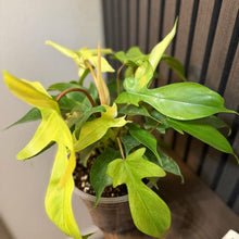 Philodendron Florida Ghost 6”pot - Clear pot included