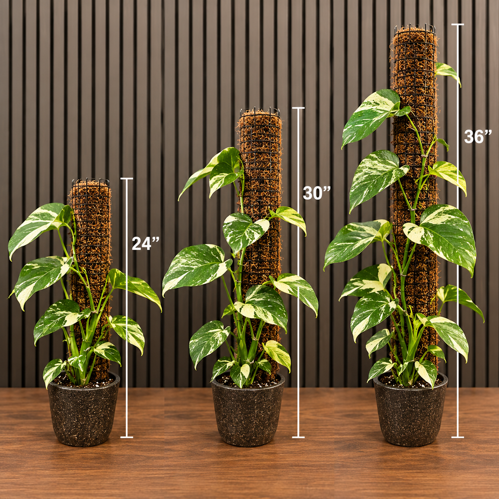 Handmade Moss Pole different sizes