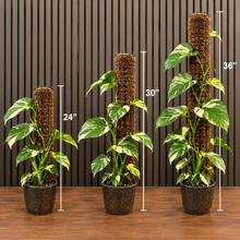Handmade Moss Pole different sizes