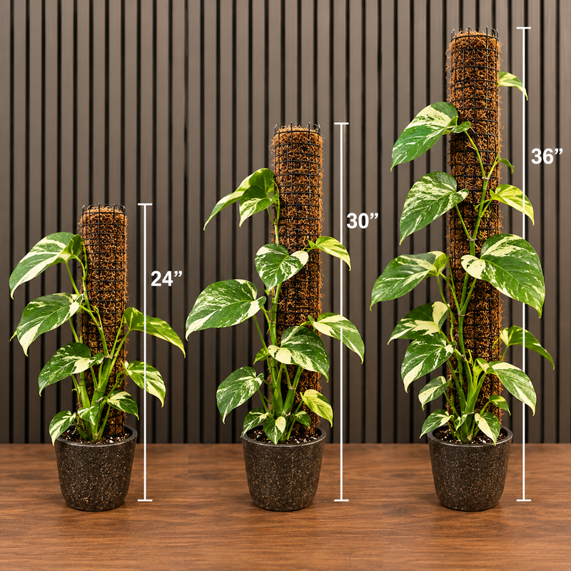Handmade Moss Pole different sizes
