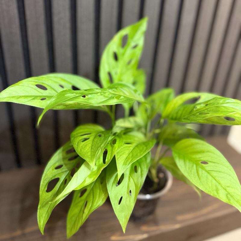 Monstera Adasonii (Swiss cheese) 4”pot - Chunky soil and clear pot included